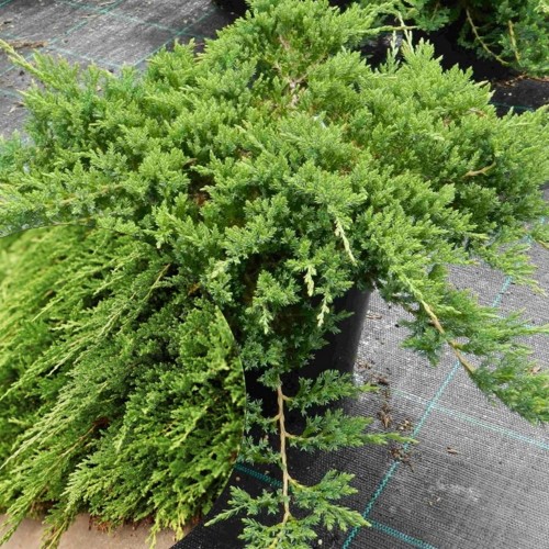Juniperus horizontalis 'Prince of Wales' - Roomav kadakas 'Prince of Wales' C2/2L